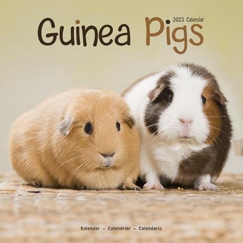 Kalender Guinea Pigs Avonside Publishing Ltd Kalender