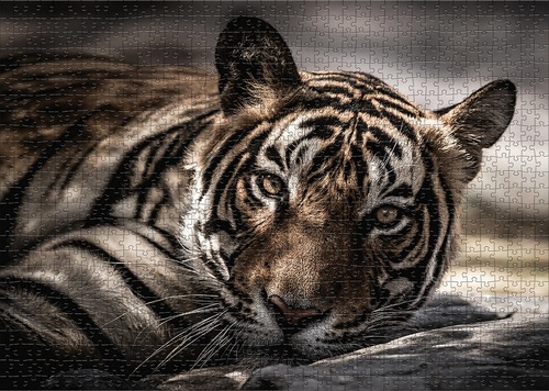 Eye Of The Tiger  (1000 Stukjes)