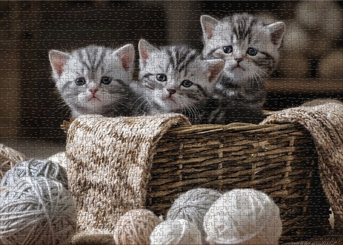 Cute Kittens (1000 Stukjes)