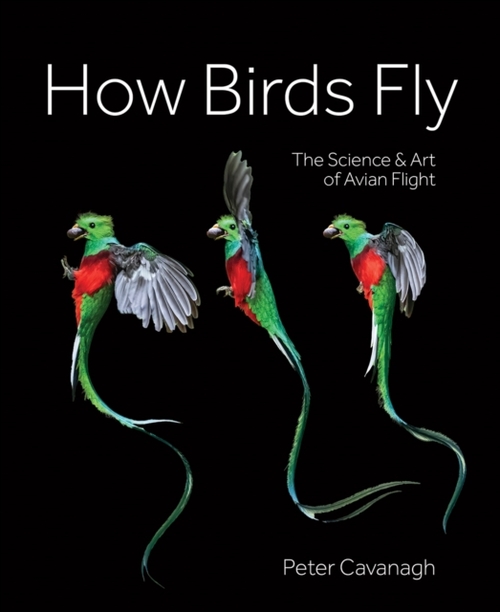 How Birds Fly