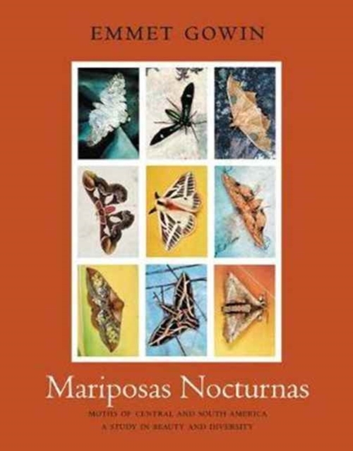 Mariposas Nocturnas