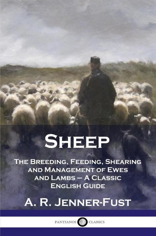 Sheep