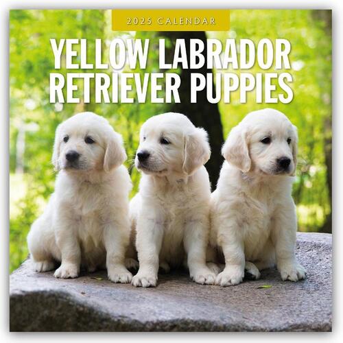 Yellow Labrador Retriever Puppies 2025 Square Wall Calendar