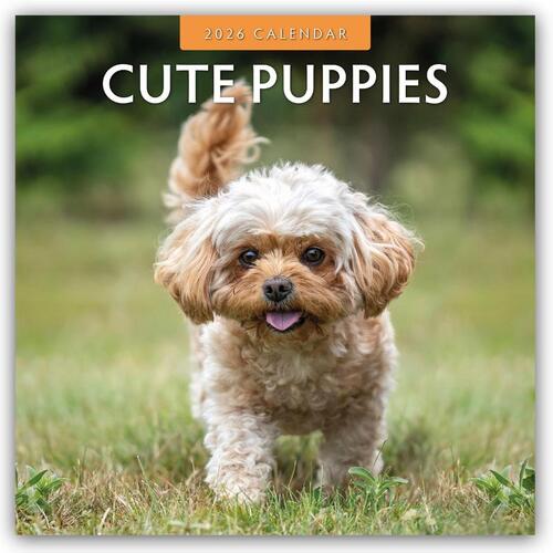 Cute Puppies 2026 Square Wall Calendar