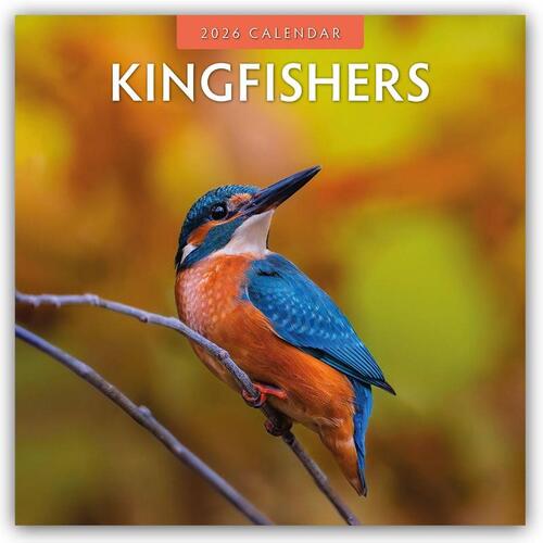 Kingfishers 2026 Square Wall Calendar