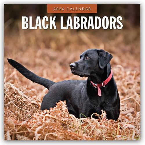 Black Labradors 2026 Square Wall Calendar