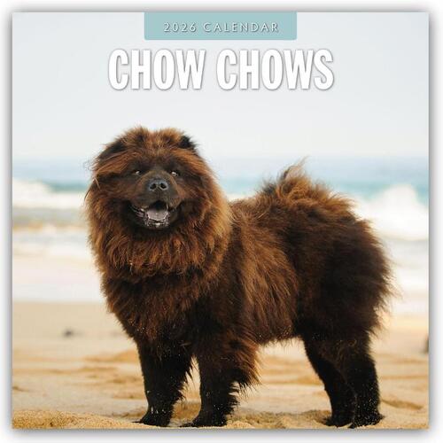 Chow Chows 2026 Square Wall Calendar
