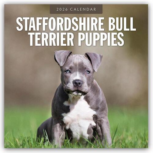 Staffordshire Bull Terrier Puppies 2026 Square Wall Calendar