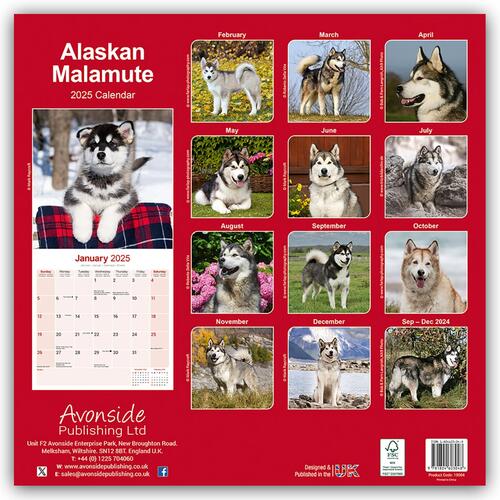 Alaskan Malamute Calendar 2025 Square Dog Breed Wall Calendar - 16 Month