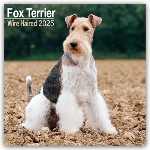 Fox Terrier Wirehaired Calendar 2025 Square Dog Breed Wall Calendar - 16 Month