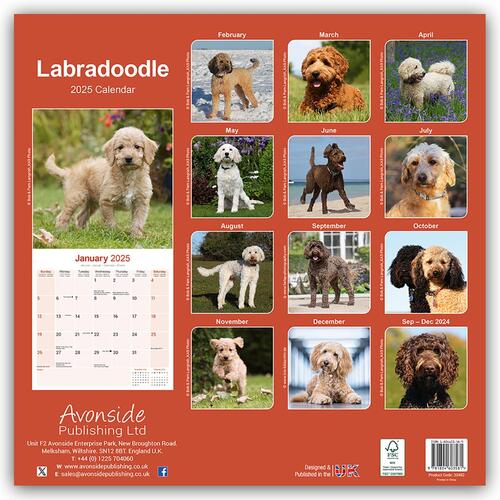 Labradoodle Calendar 2025 Square Dog Breed Wall Calendar - 16 Month