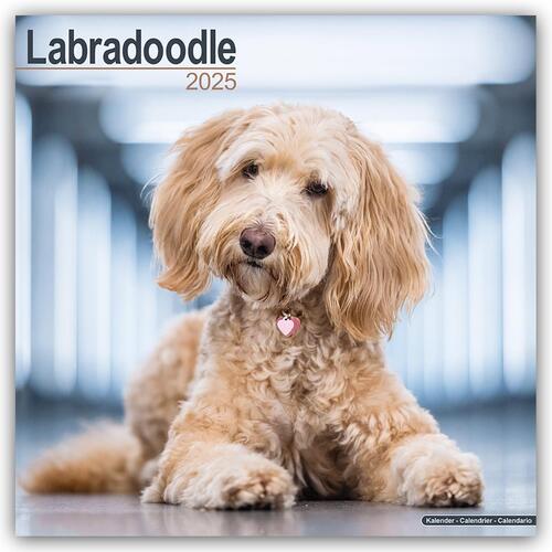 Labradoodle Calendar 2025 Square Dog Breed Wall Calendar - 16 Month