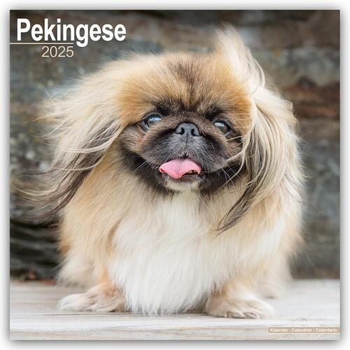 Pekingese Calendar 2025 Square Dog Breed Wall Calendar - 16 Month