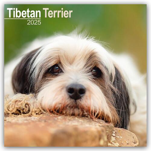 Tibetan Terrier Calendar 2025 Square Dog Breed Wall Calendar - 16 Month