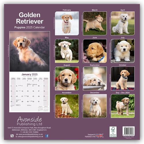 Golden Retriever Puppies Calendar 2025 Square Dog Puppy Breed Wall Calendar - 16 Month