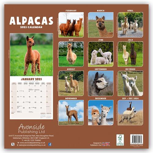 Alpacas Calendar 2025 Square Animal Wall Calendar - 16 Month