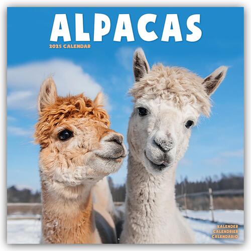 Alpacas Calendar 2025 Square Animal Wall Calendar - 16 Month