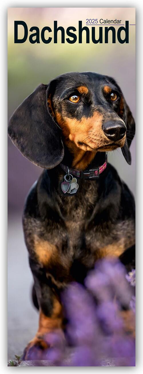 Dachshund Slim Calendar 2025 Dog Breed Slimline Calendar - 12 Month
