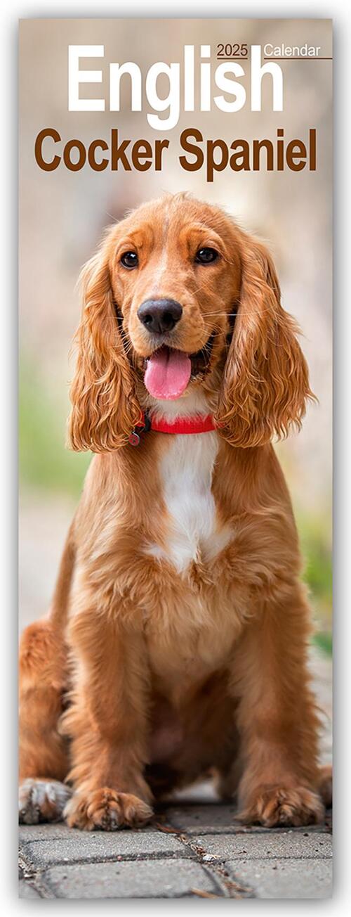 English Cocker Spaniel Slim Calendar 2025 Dog Breed Slimline Calendar - 12 Month