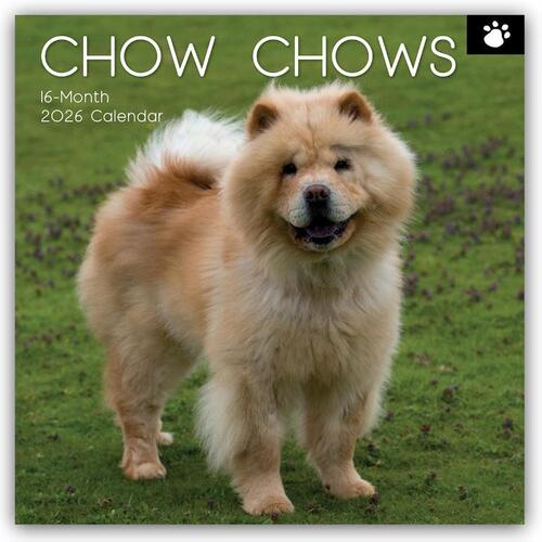 Chow Chows 2026 - 16-Monatskalender