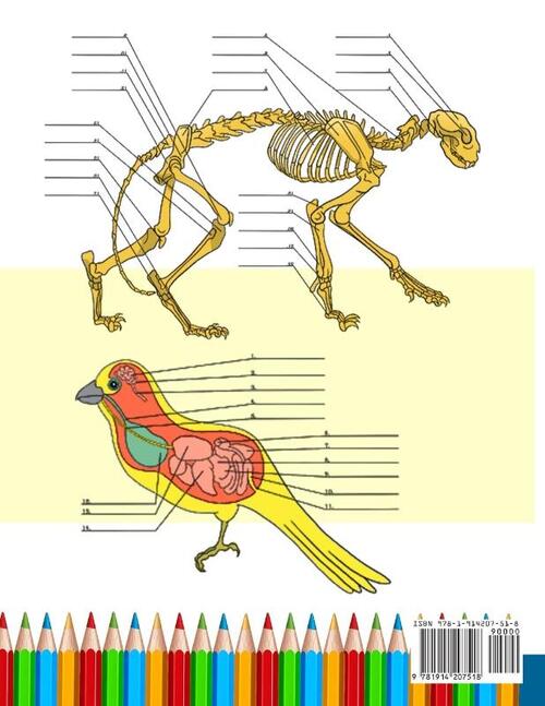 Animal & Cat Anatomy Coloring Book