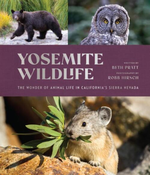 Yosemite Wildlife