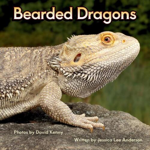 Bearded Dragons
