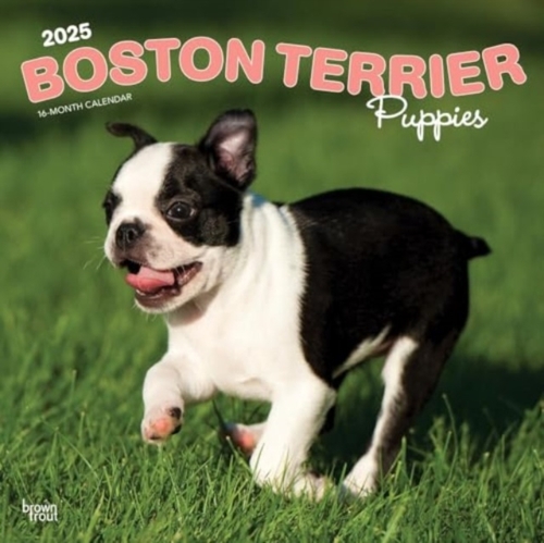Boston Terrier Puppies 2025 Square Wrap