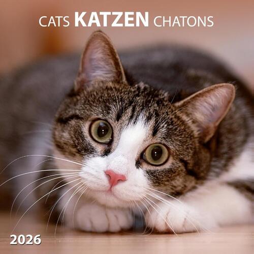 Katzen/Cats 2026
