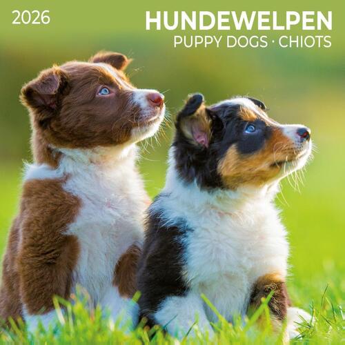 Hundewelpen/Puppy Dogs 2026
