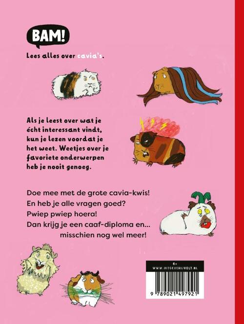 De grote cavia-kwis