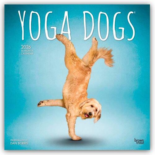 Yoga Dogs 2026 Square Flap Calendar