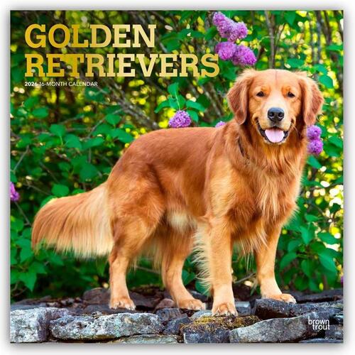 Golden Retrievers 2026 Square Flap Foil Calendar