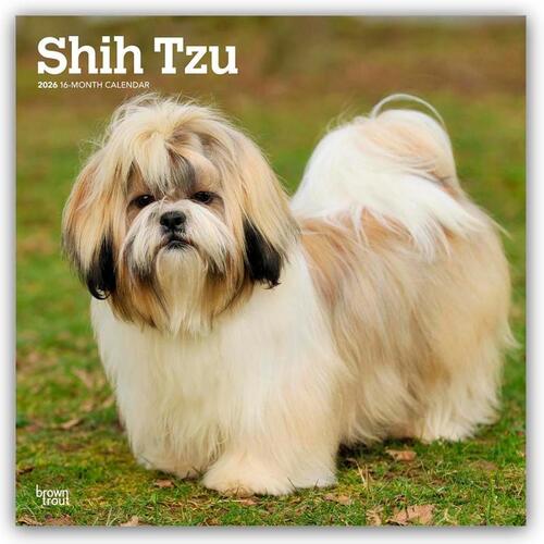 Shih Tzu 2026 Square Flap Calendar