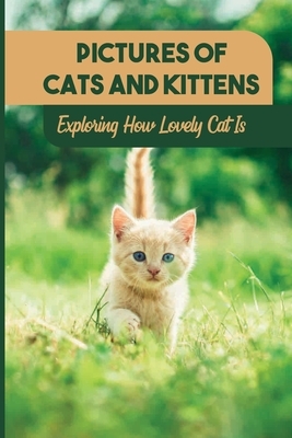Pictures Of Cats And Kittens: Exploring How Lovely Cat Is: Real Pictures Of Kittens