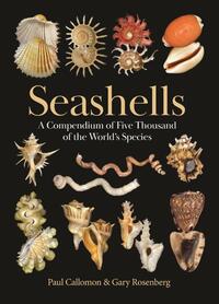 Seashells