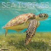 Sea Turtles 2026 Wall Calendar