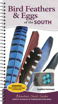 Bird Feathers & Eggs of the South