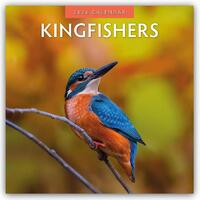 Kingfishers 2026 Square Wall Calendar