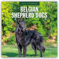 Belgian Shepherd Dogs 2026 Square Wall Calendar