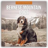 Bernese Mountain Dog - Berner Sennenhund 2026 - 16-Monatskalender