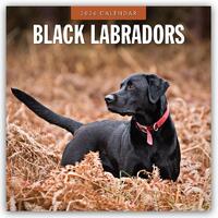 Black Labradors 2026 Square Wall Calendar