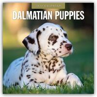 Dalmatian Puppies - Dalmatiner Welpen 2026 - 16-Monatskalender