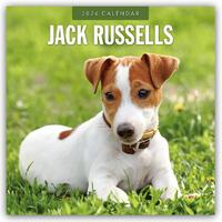 Jack Russells 2026 Square Wall Calendar