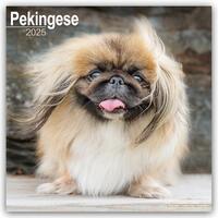 Pekingese Calendar 2025 Square Dog Breed Wall Calendar - 16 Month