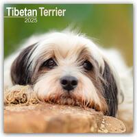 Tibetan Terrier Calendar 2025 Square Dog Breed Wall Calendar - 16 Month