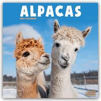 Alpacas Calendar 2025 Square Animal Wall Calendar - 16 Month