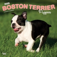 Boston Terrier Puppies 2025 Square Wrap