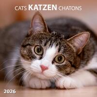 Katzen/Cats 2026