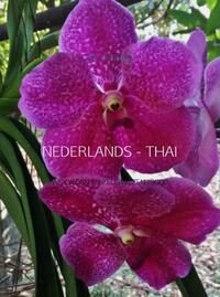 Nederlands - Thai